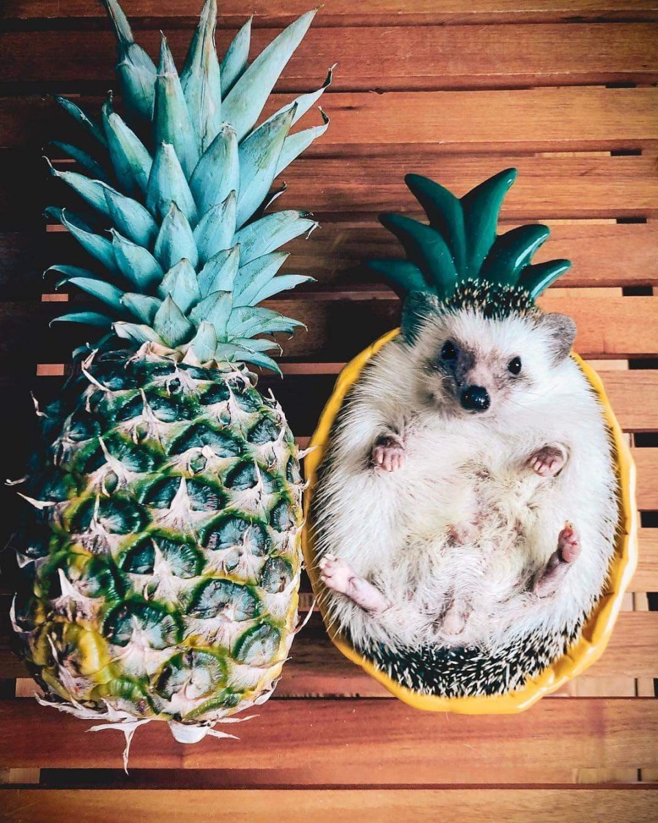 Ежик и Кактус