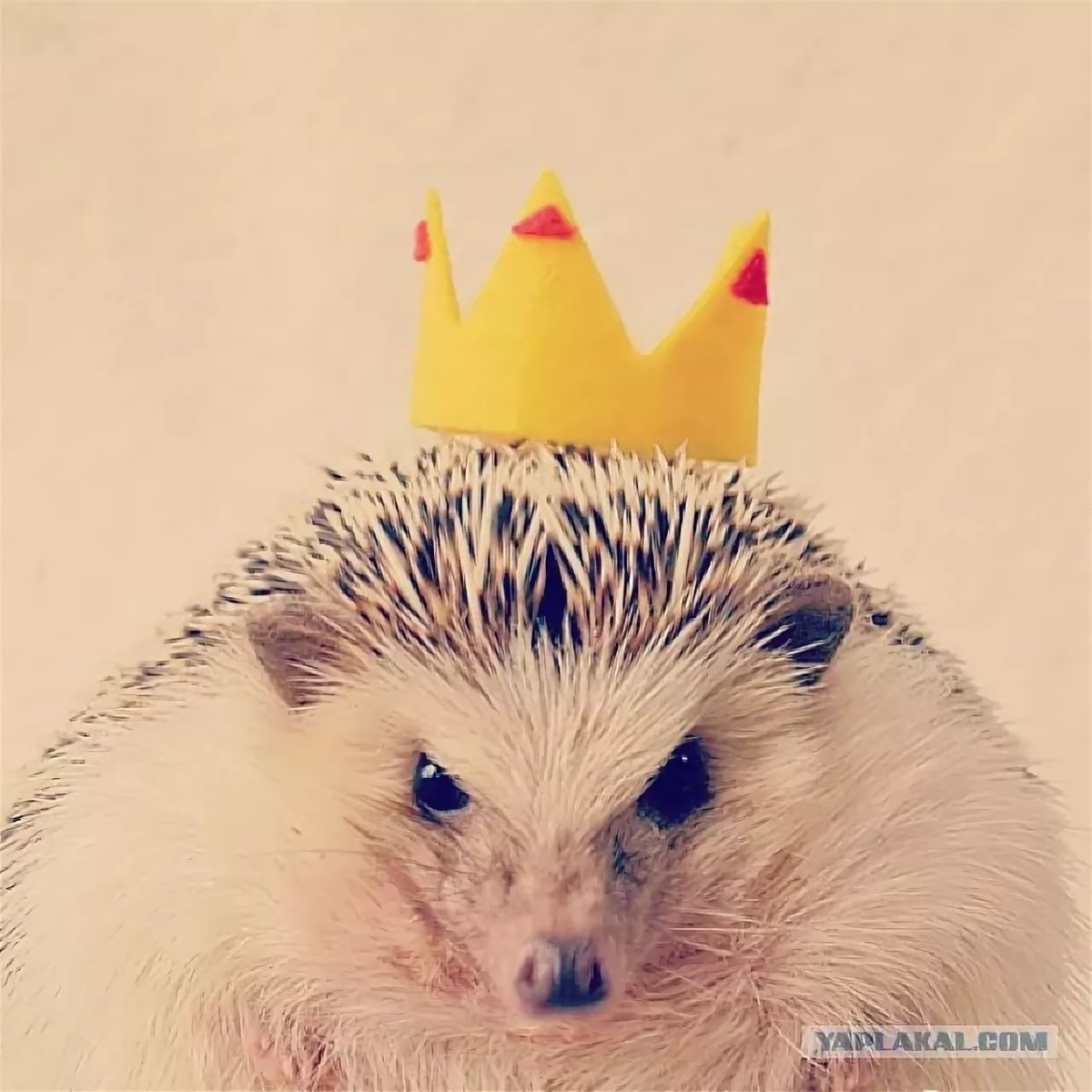 Крутой Ежик