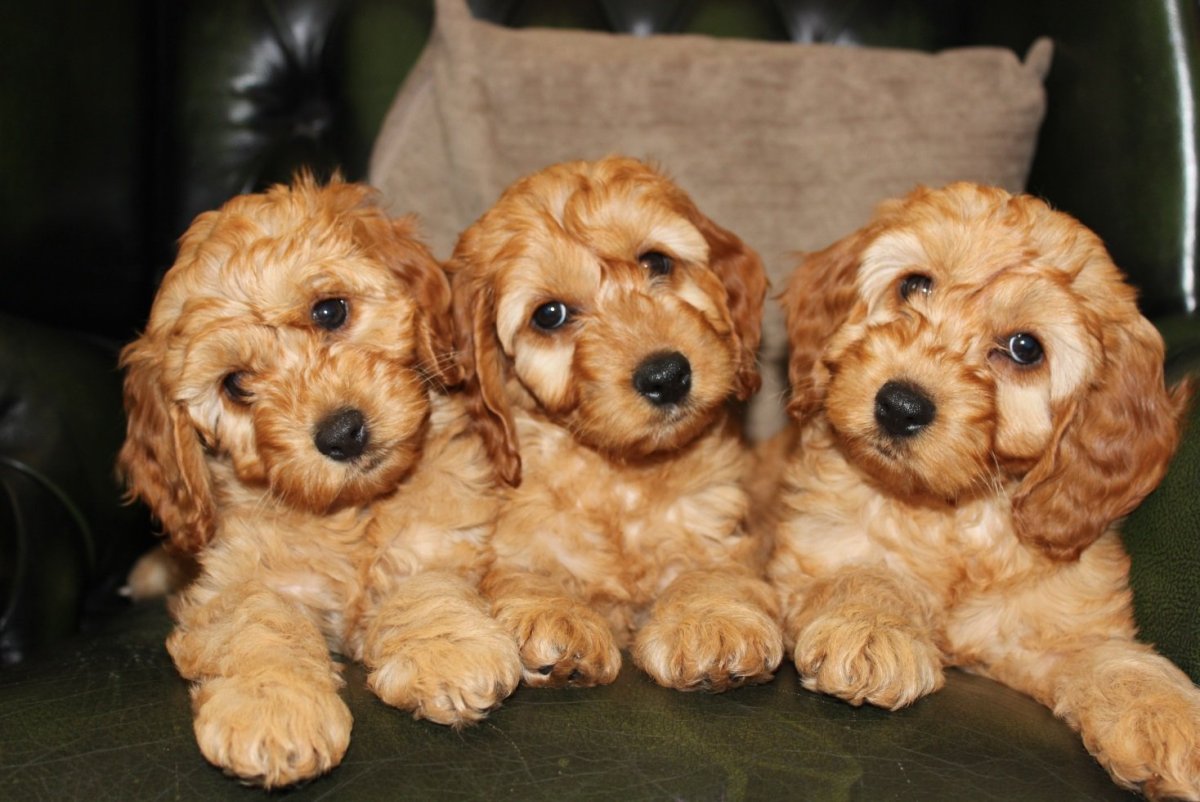 Кокер-пудель кокапу