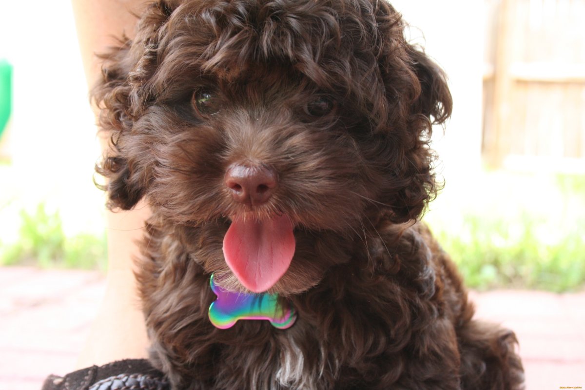 Смесь пуделя и кокер спаниеля