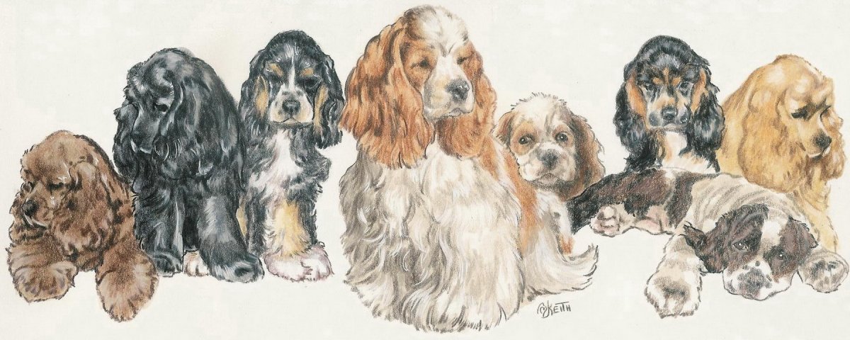 Рассел спаниель