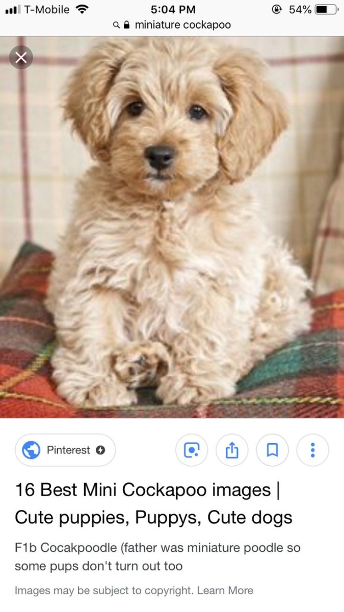 Лабрадудль гипоаллергенная собака