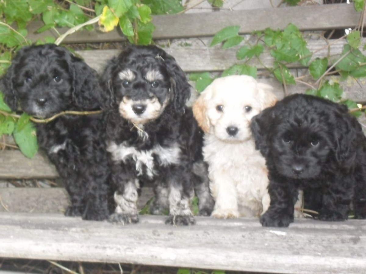 Метис пуделя и далматинца