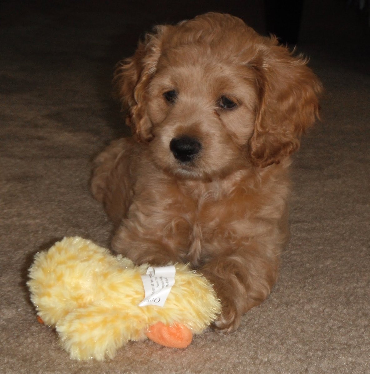 Пудель Кавапу