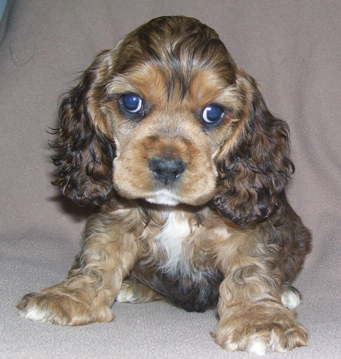 Кокер шнауцер спаниель