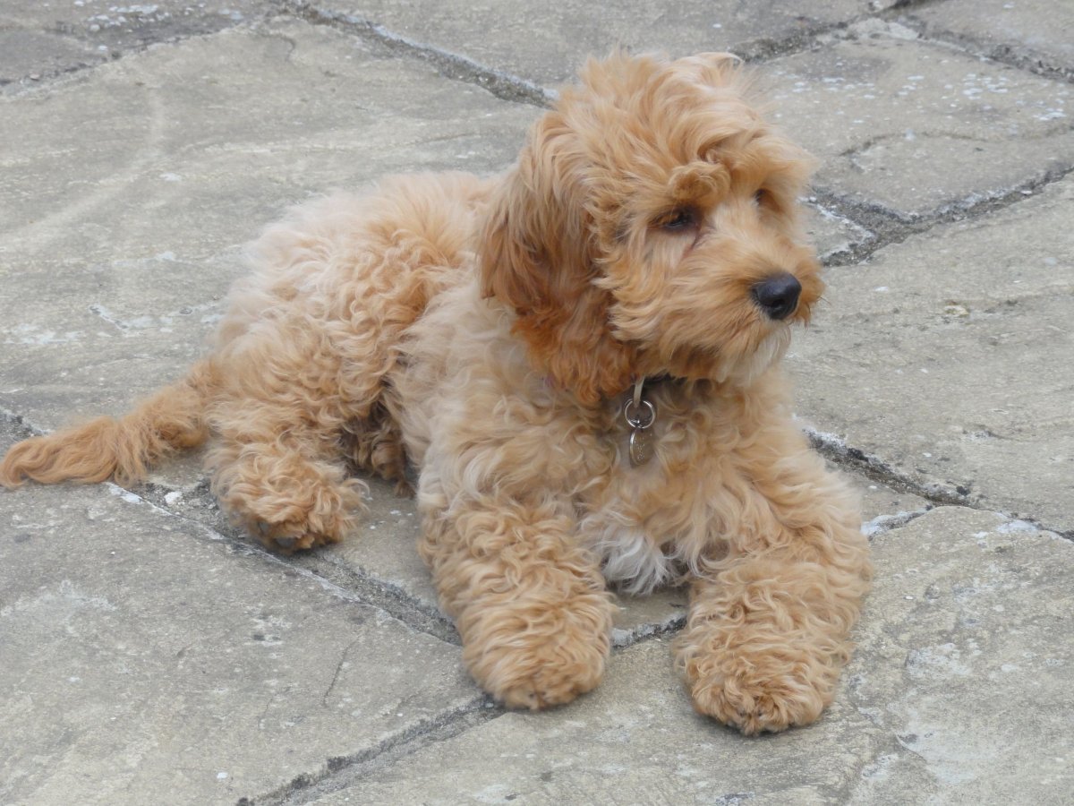 Кокер-пудель кокапу