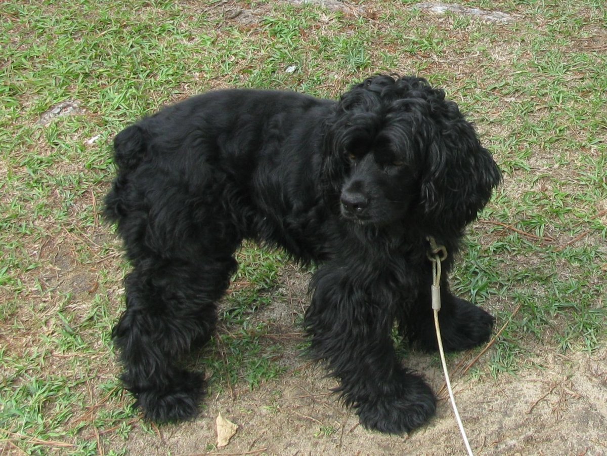 Собака пудель. Кокапу