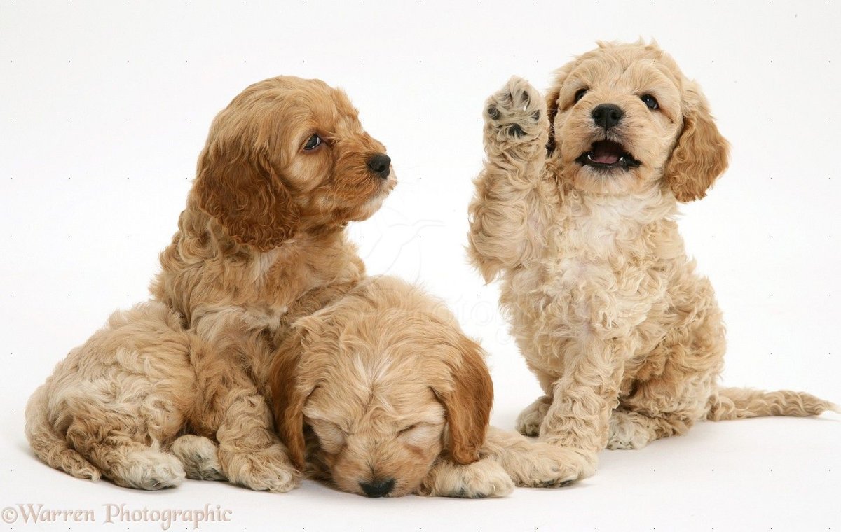 Кокапу карликовый