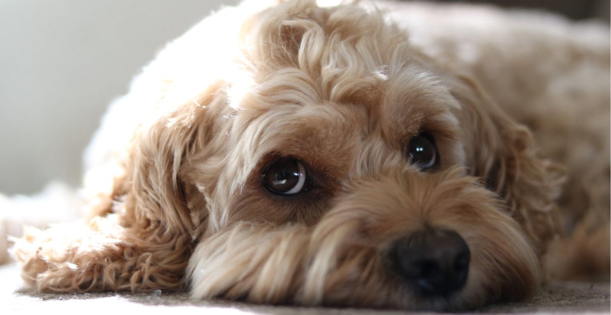 Пудель и дворняжка