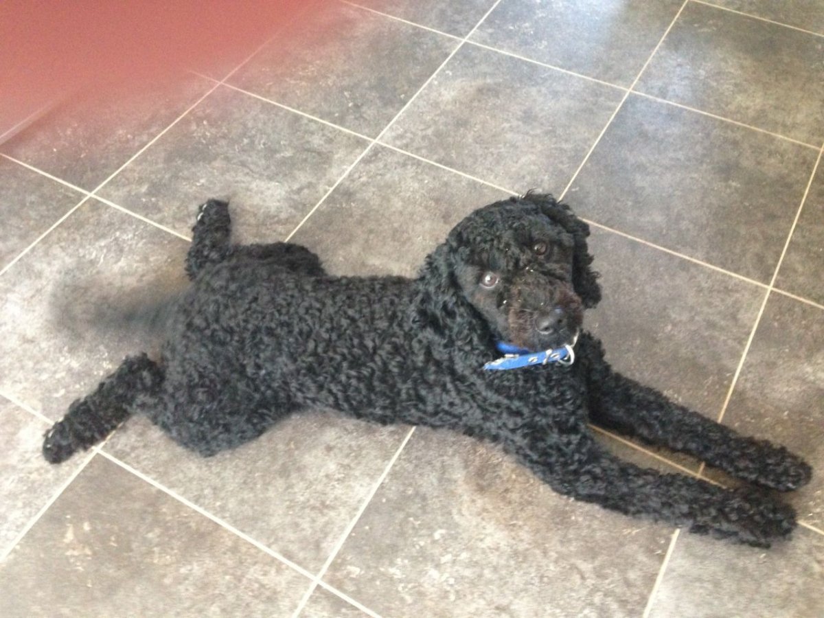 Cockapoo- рост в холке