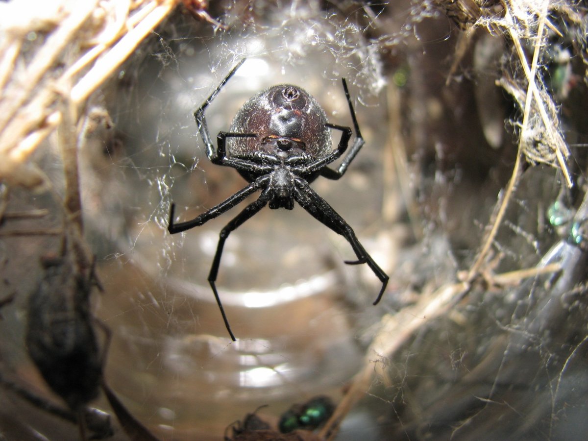Каракурт (Latrodectus mactans)