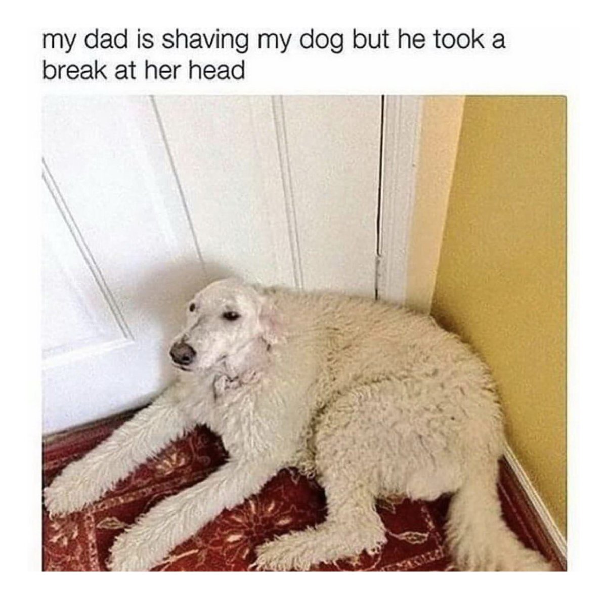 Собака в роскоши