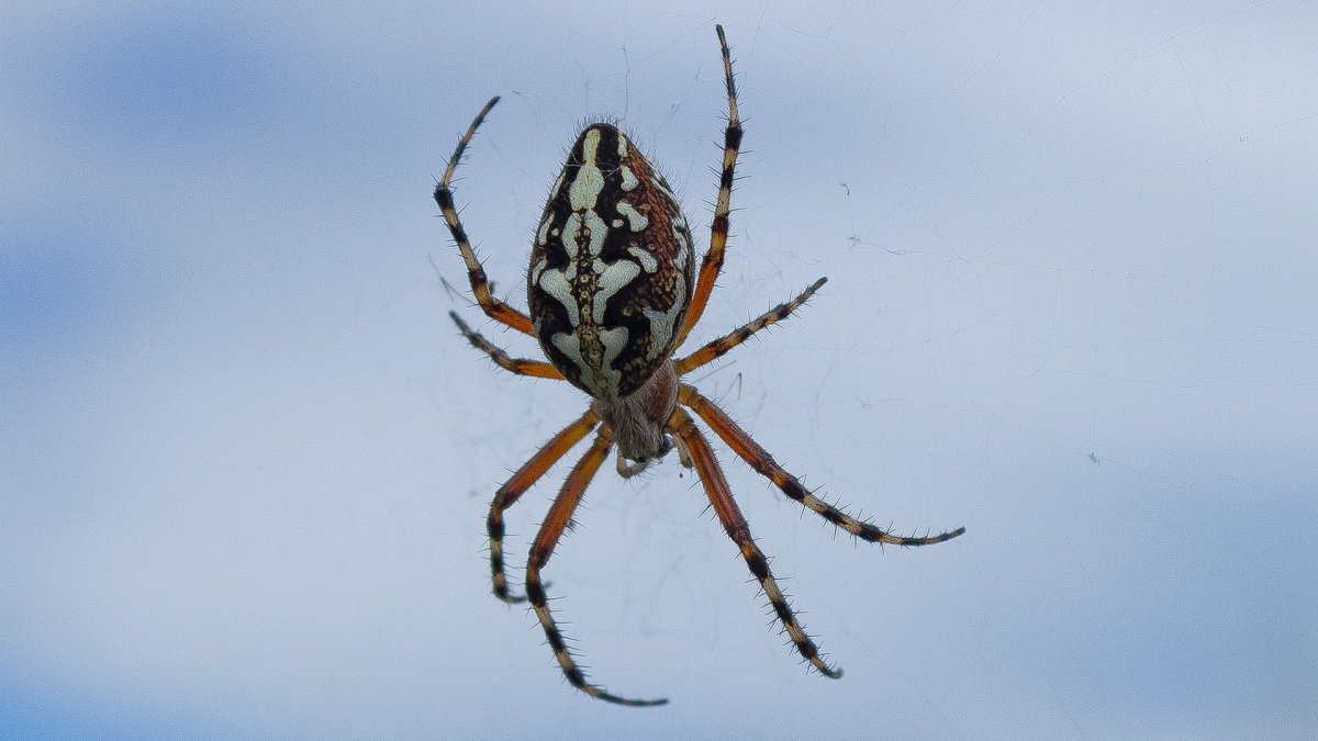 Каракурт, Тарантул Крестоносец