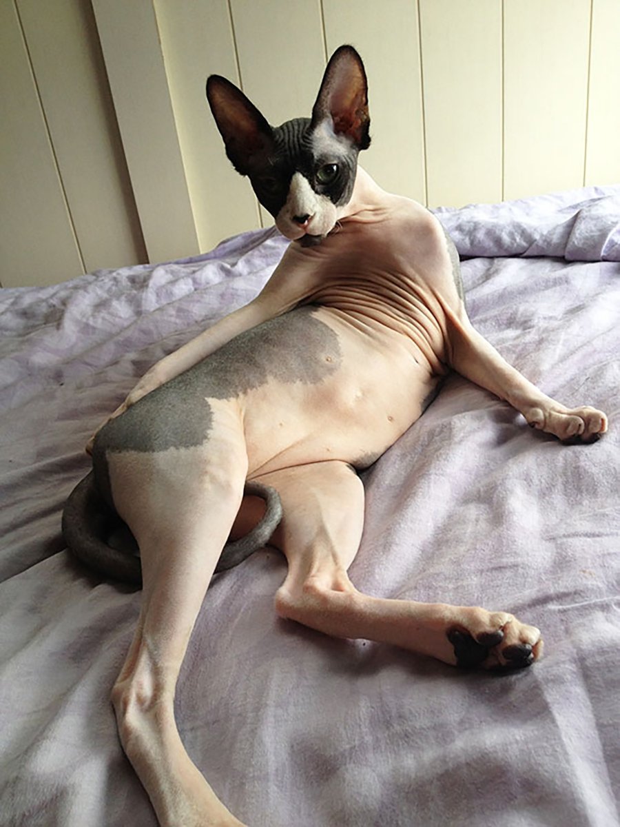 Смешные стрижки собак