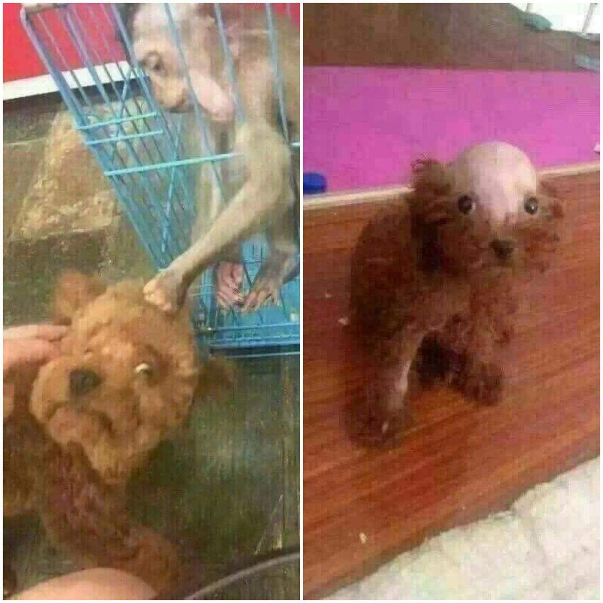 Смешные стрижки собак