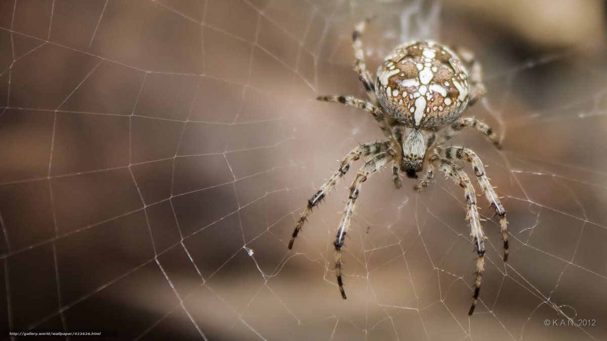 Пауки на севере