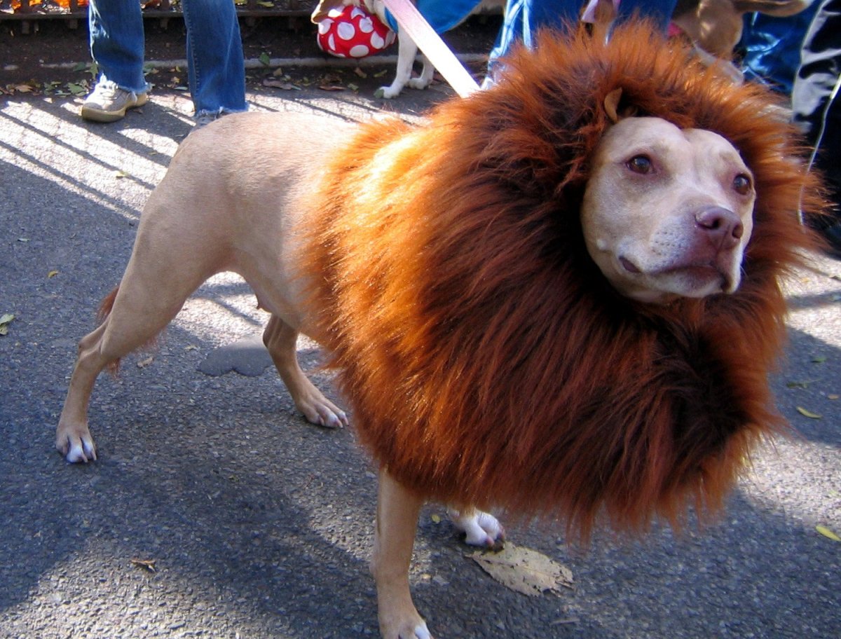 Собаку побрили похоже на человека