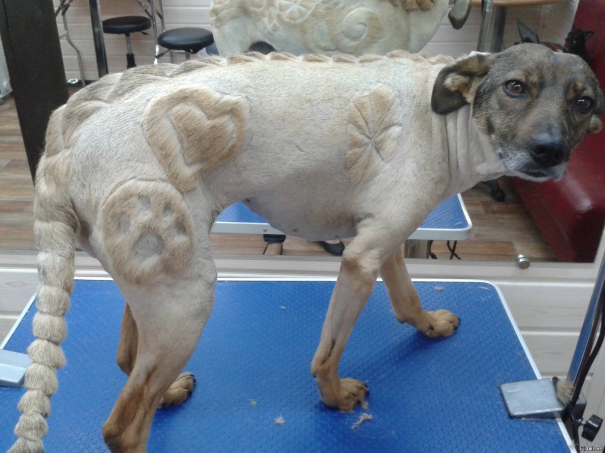 Стриженный кот