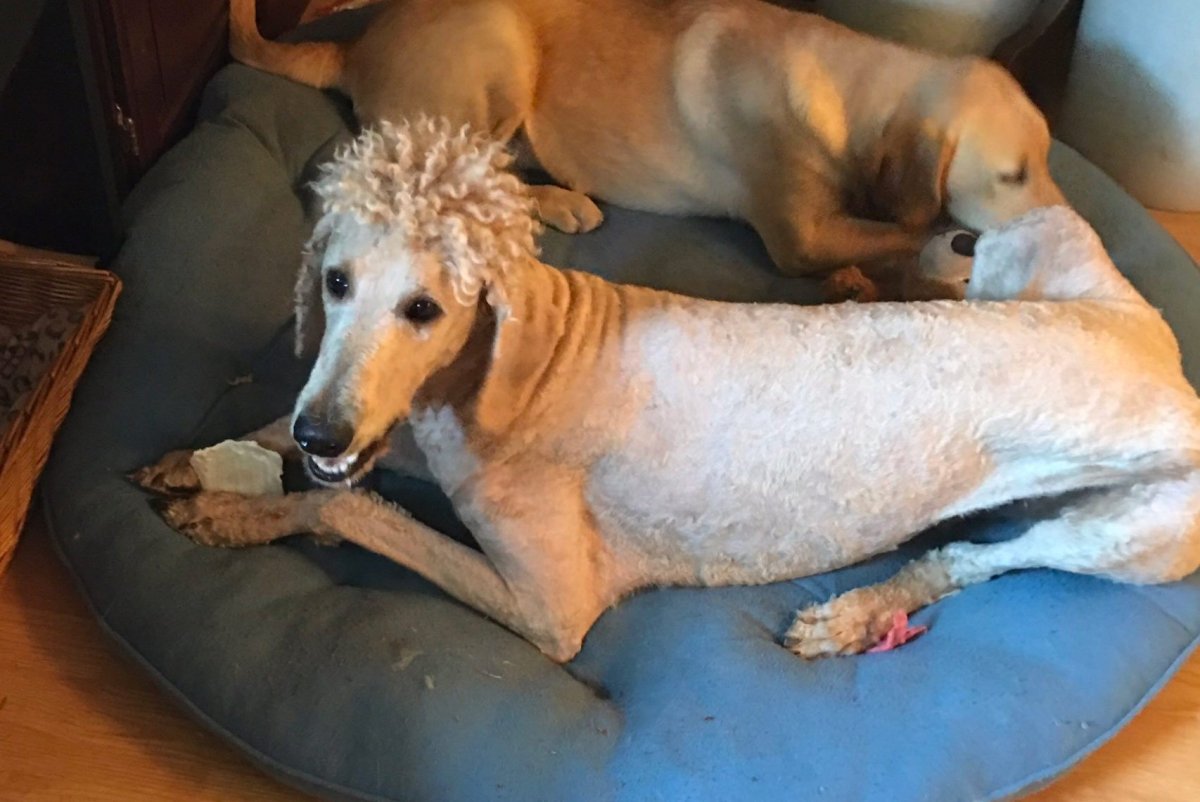 Выбритая собака