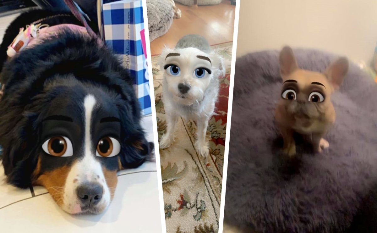 Маленькие лысые собачки