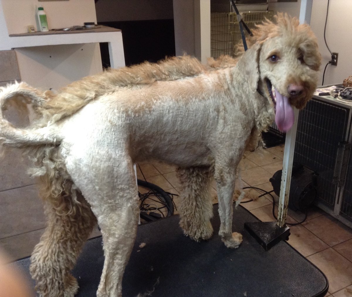 Девушка похожая на МОПСА