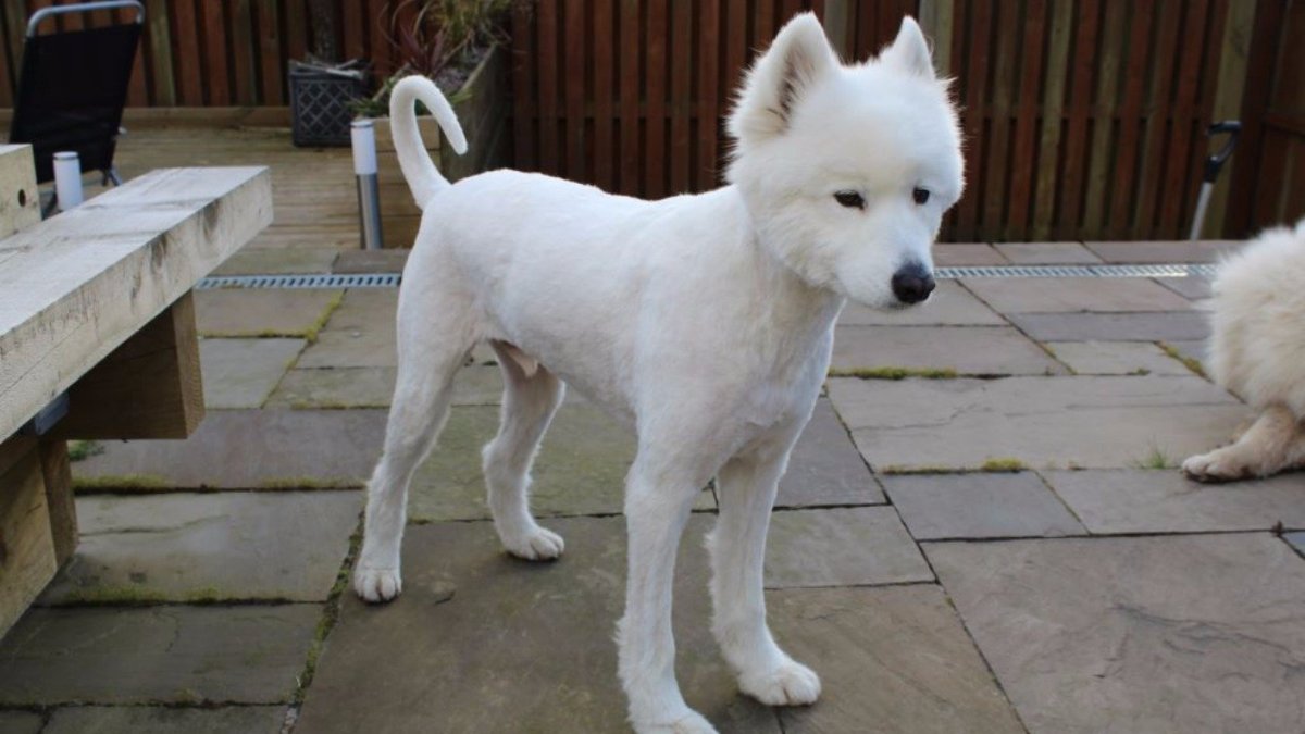 Уиппет и Левретка