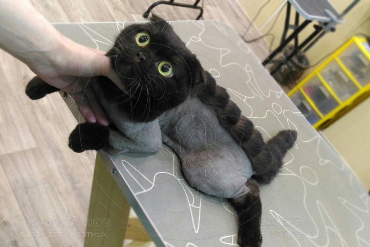Стрижки для шотландских кошек с узорами