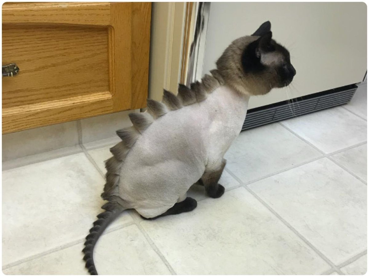 Подстриженный шотландский кот вислоухий