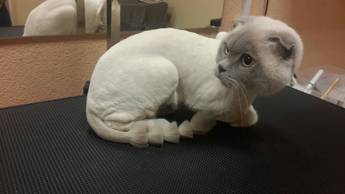 Красивые стрижки котов