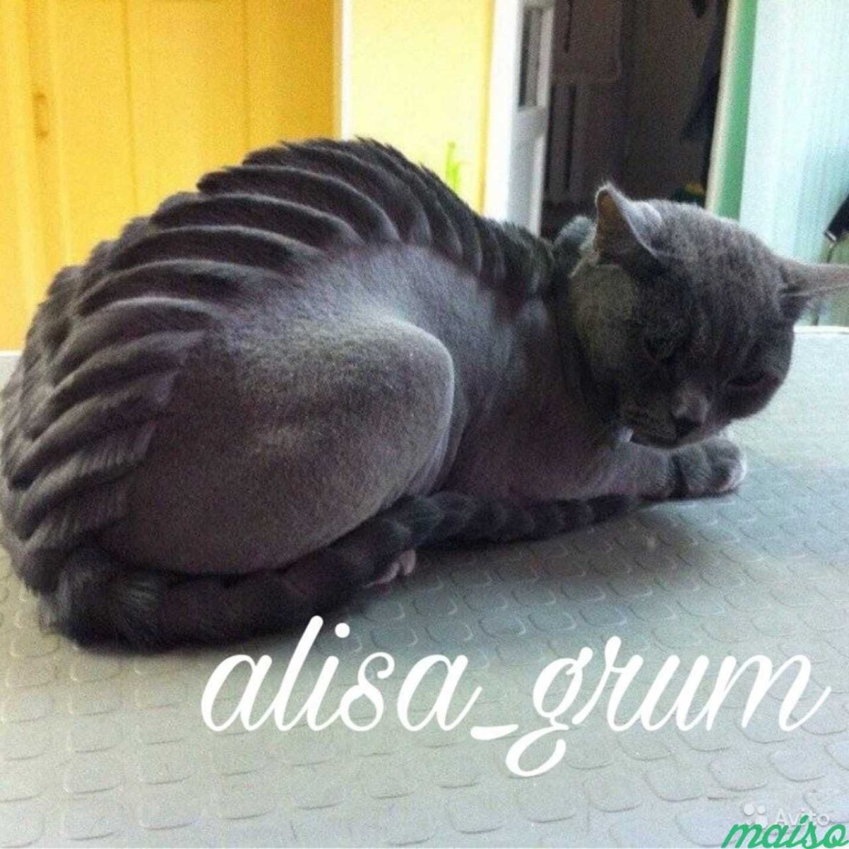 Стрижка британца