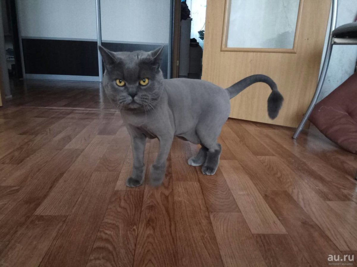 Стрижка скоттиш страйт