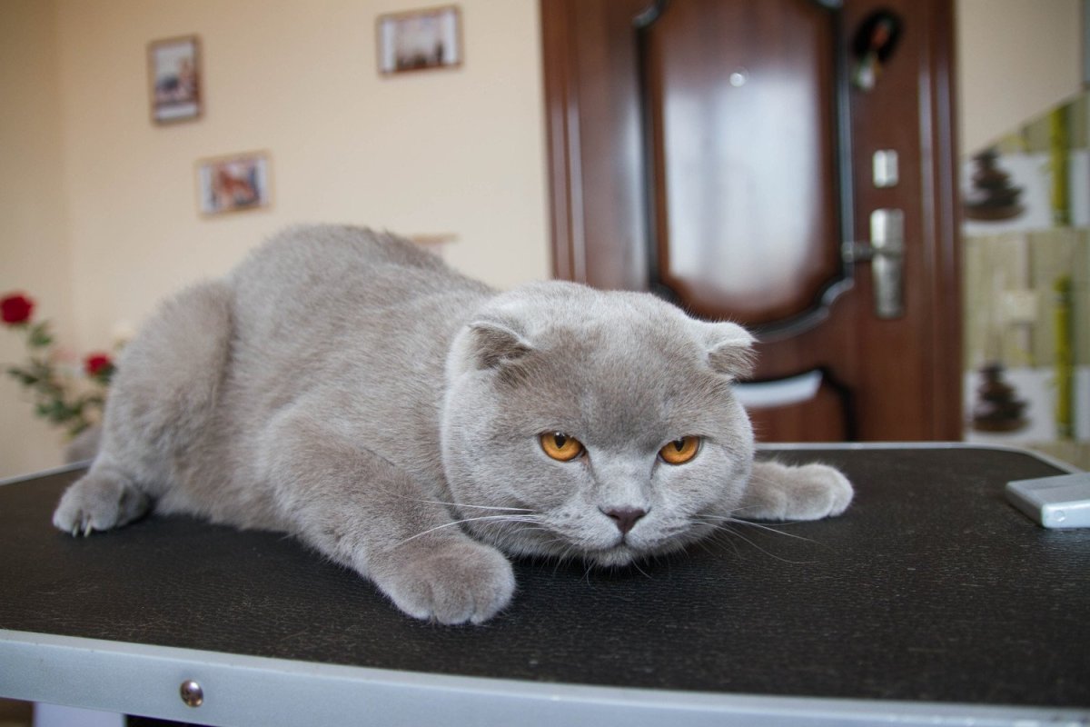 Кот Годзилла стрижка