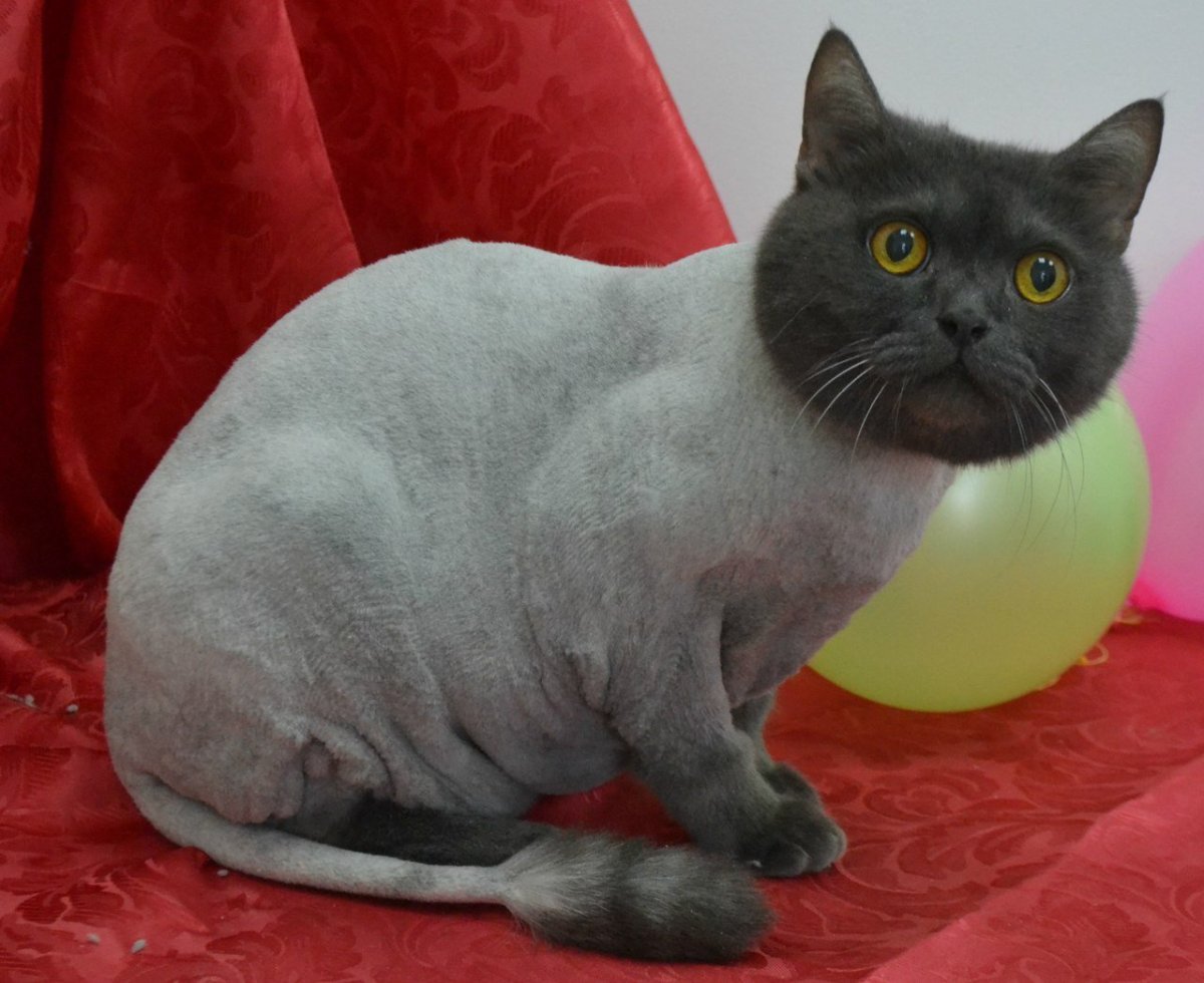 Стрижка шотландской вислоухой длинношерстной