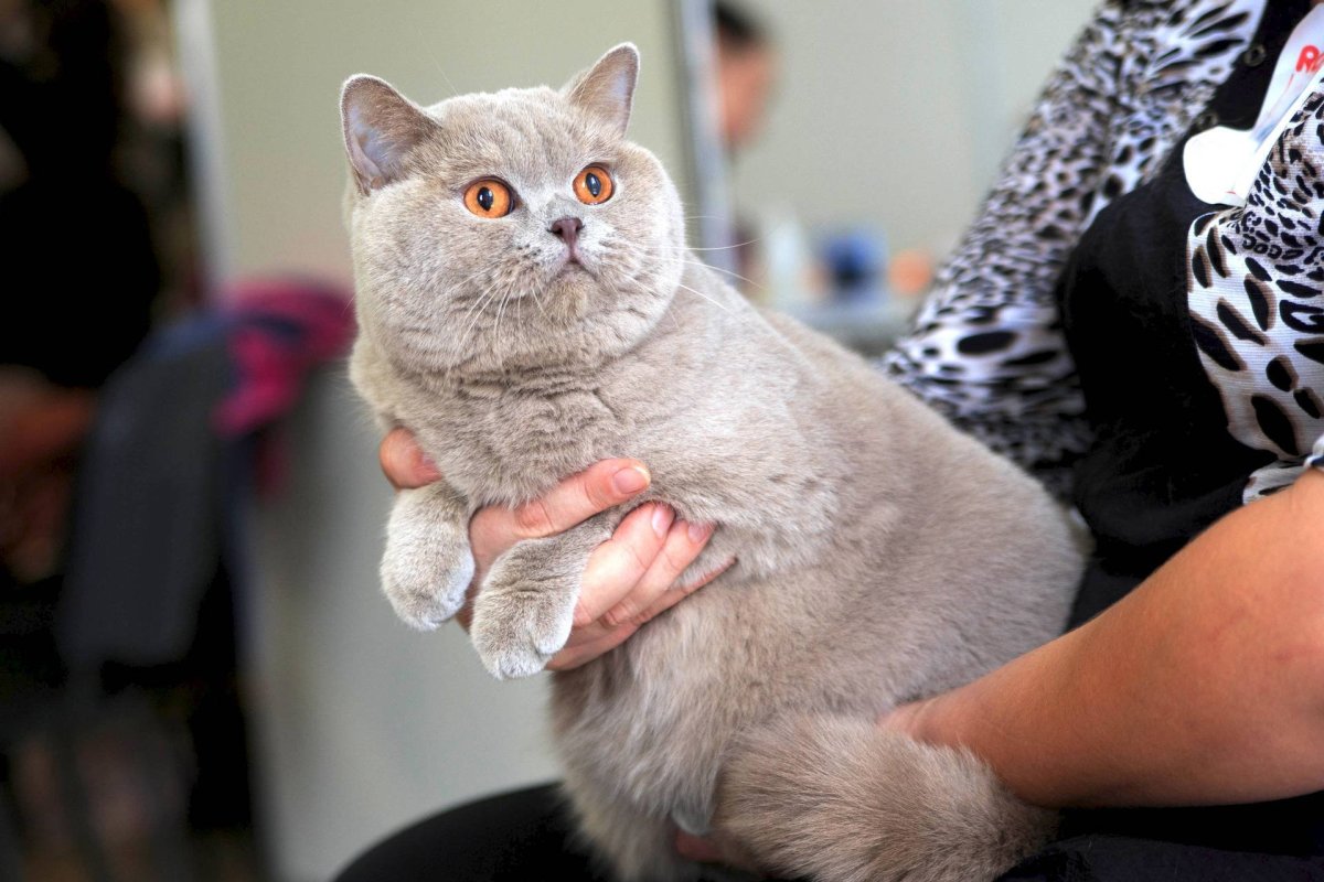 Мейн кун стрижка под дракона