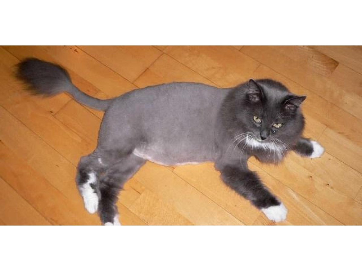 Стрижка кота