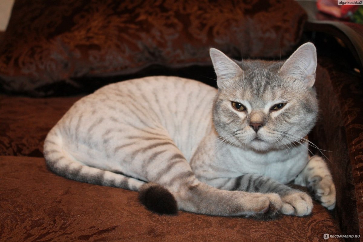 Стриженный скоттиш фолд