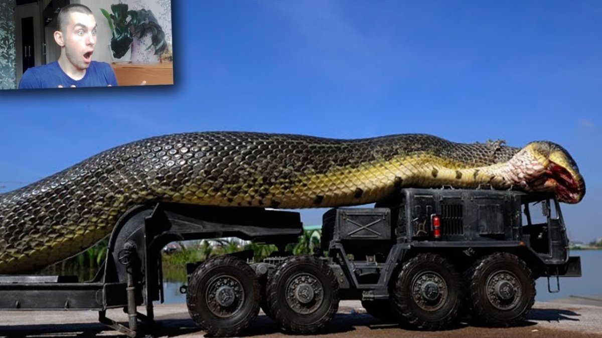 ИЛОНЛАР жанги Анаконда