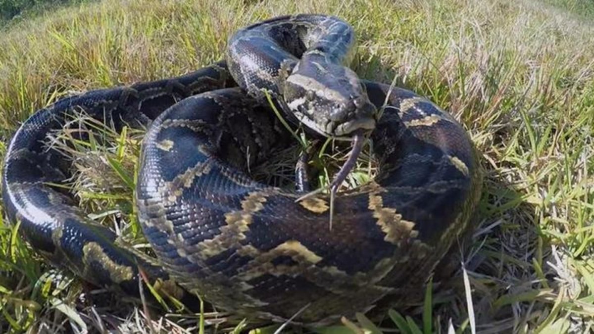 Гигантская зеленая Анаконда