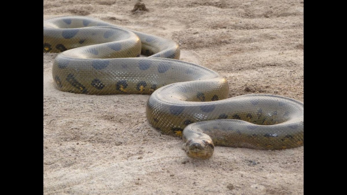 Анаконда змея