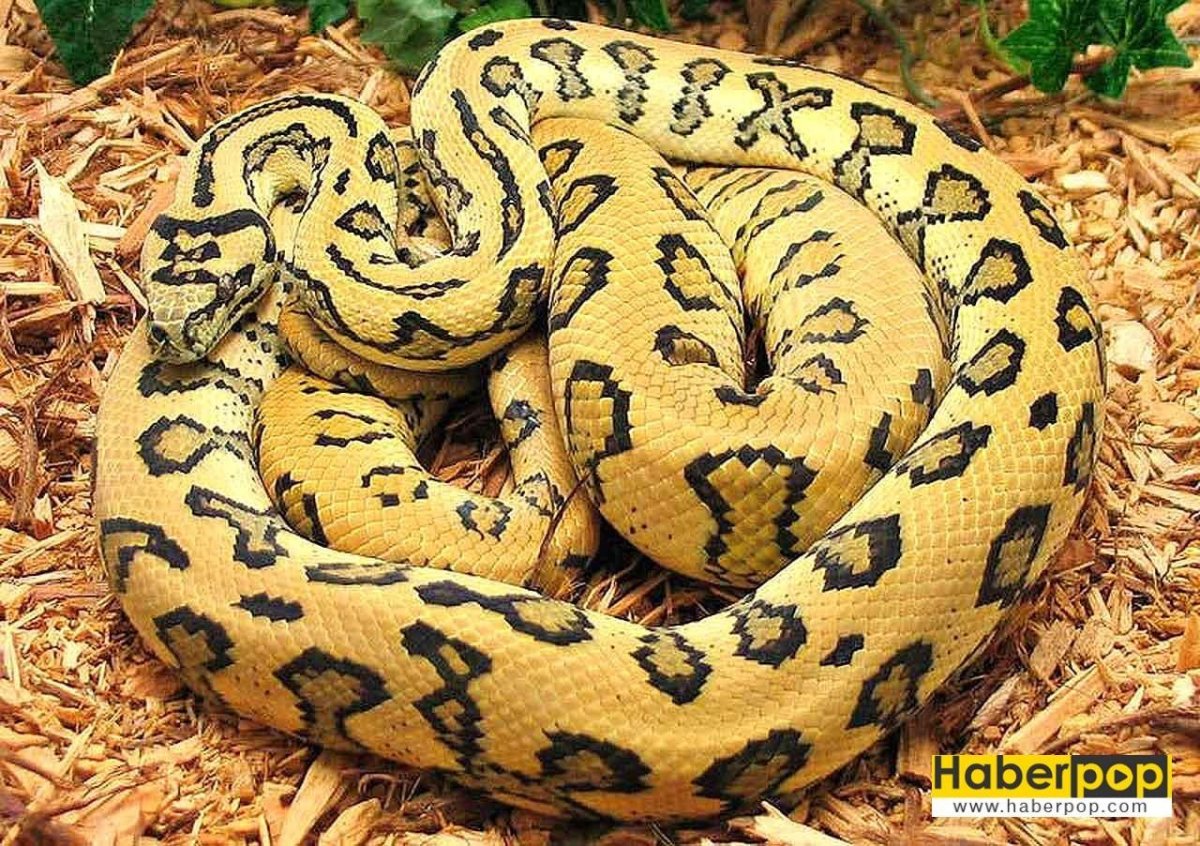 Амазонка река Анаконда