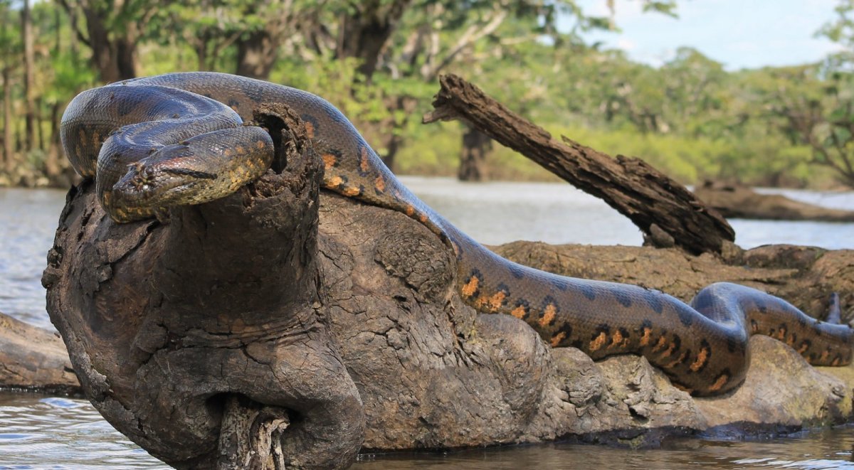 Сетчатый питон - 12,2 м