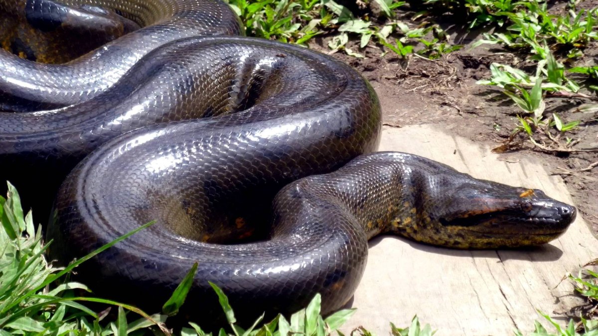 Анаконда Размеры самая большая змея в мире