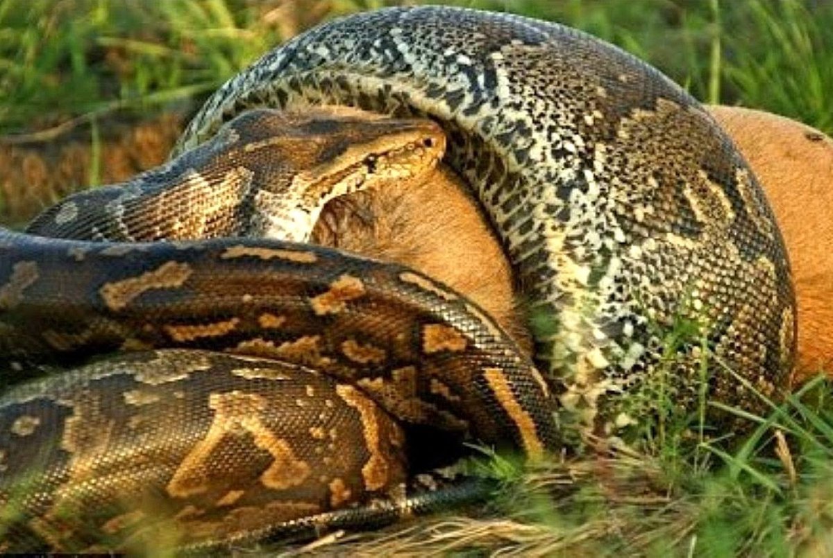 Систематика анаконды