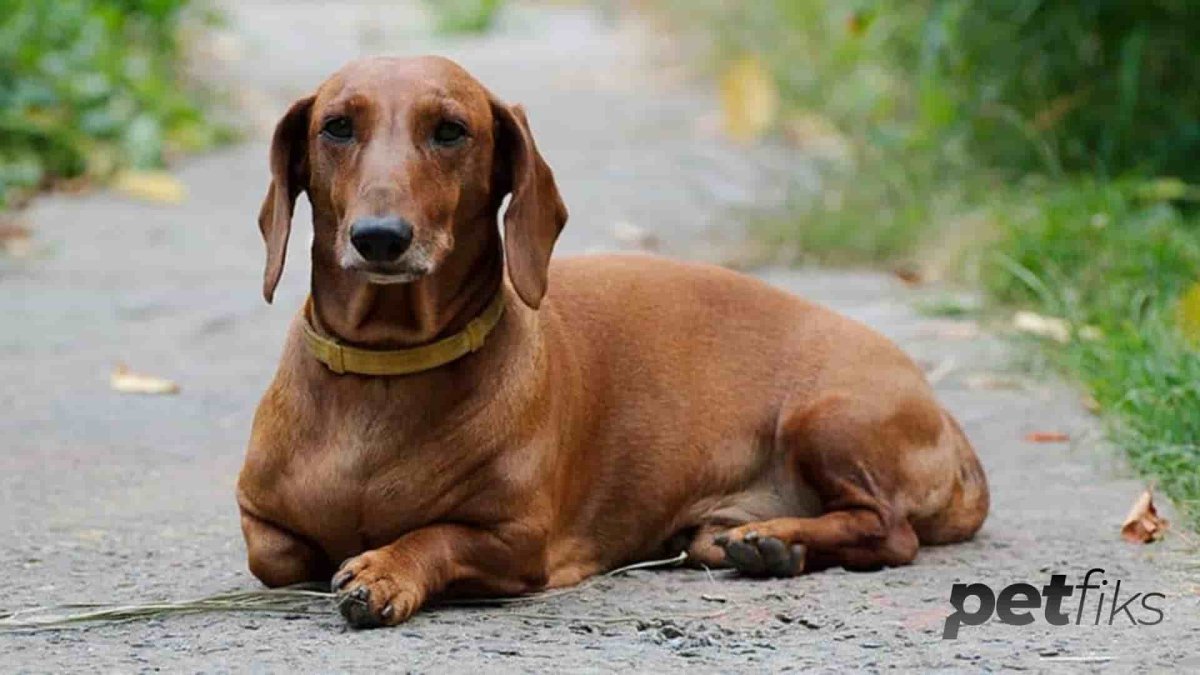 Такса и дог