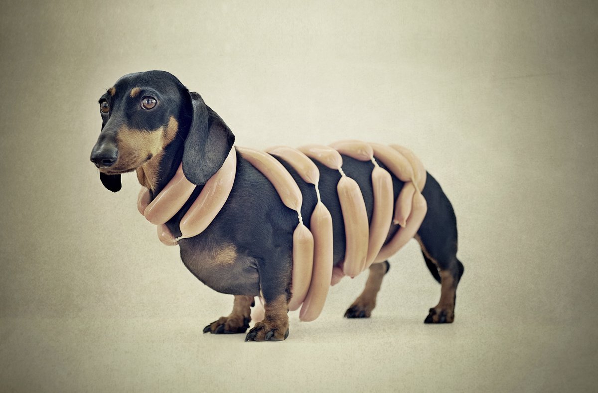 Такса сосиска