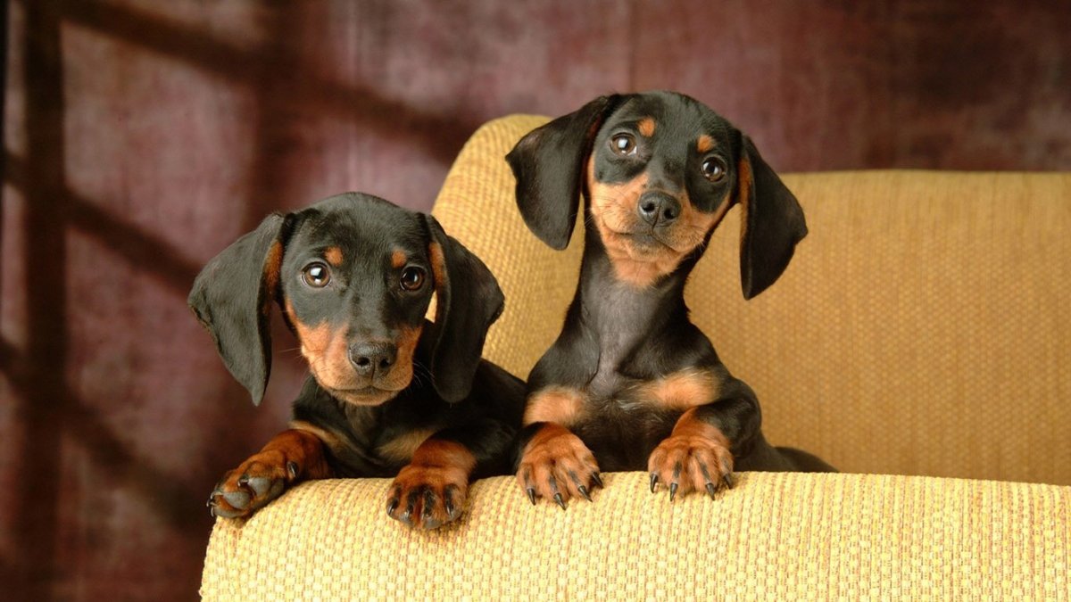 Королевская такса