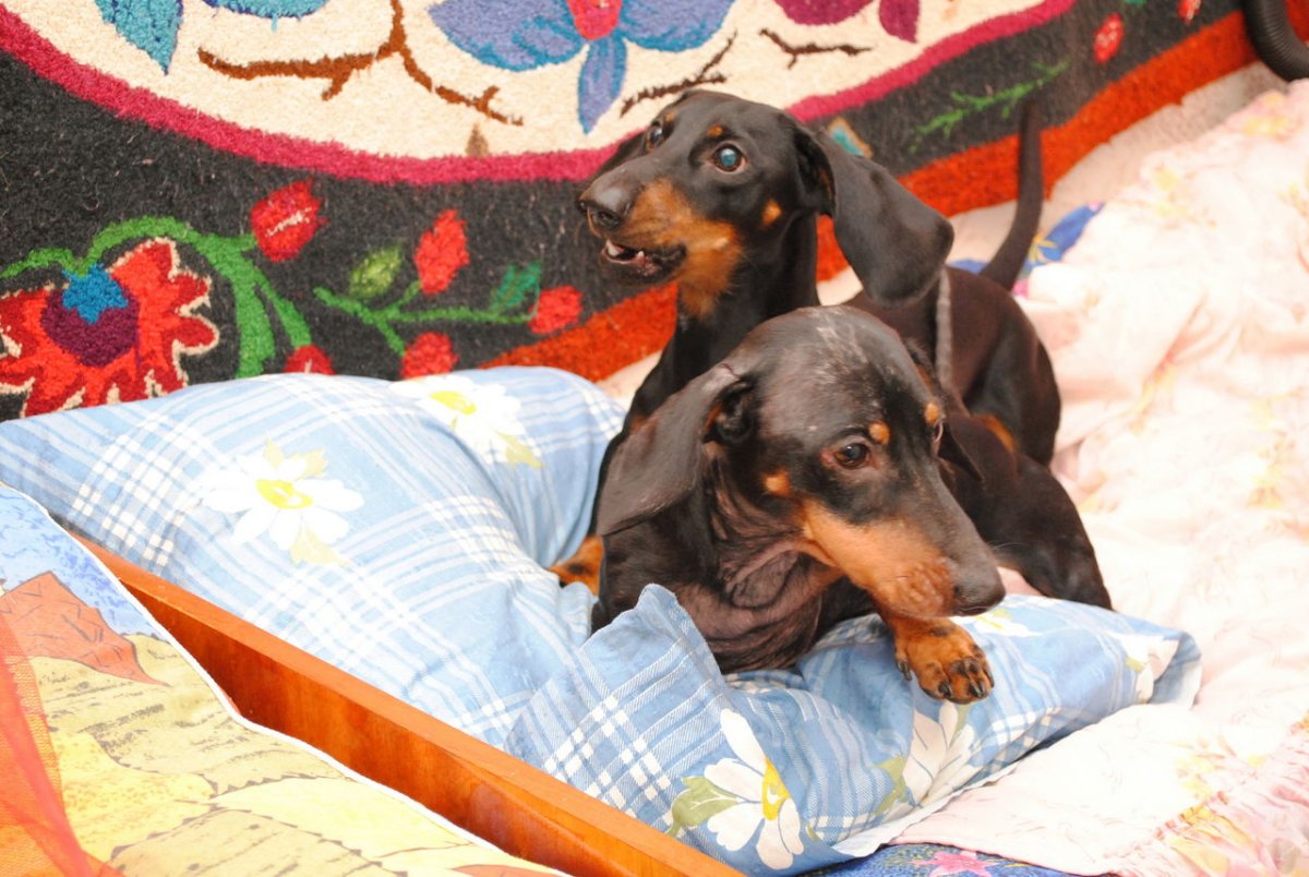 Охотничьи собаки вместе с таксой