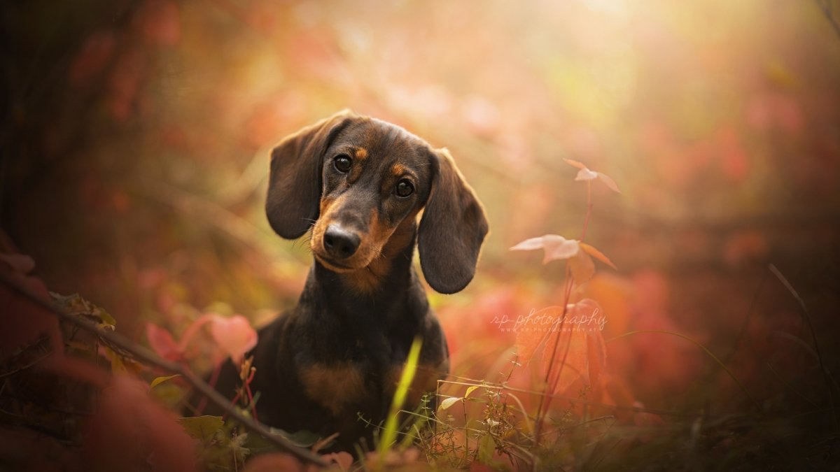 Красивая такса