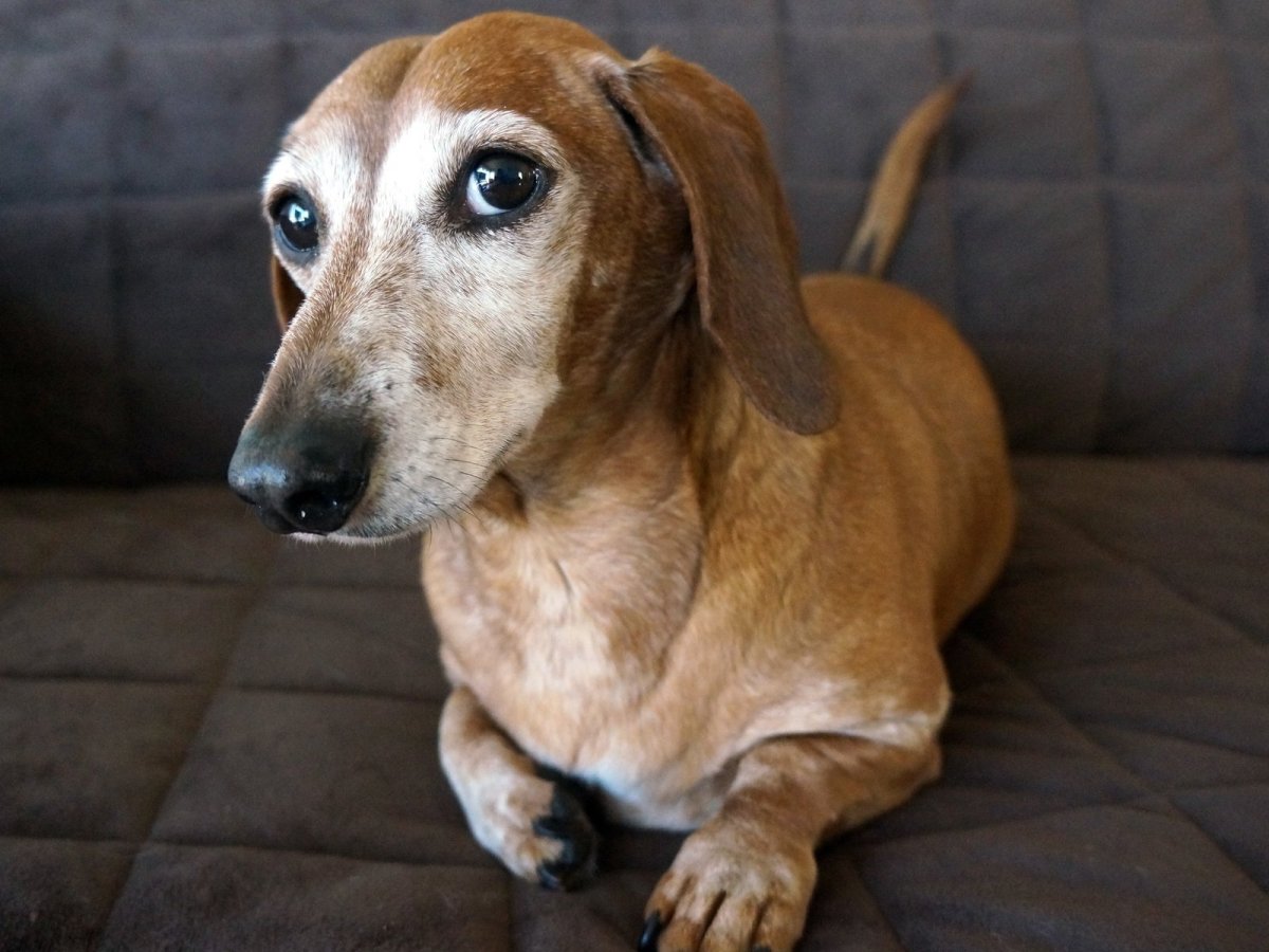 Бежевая такса