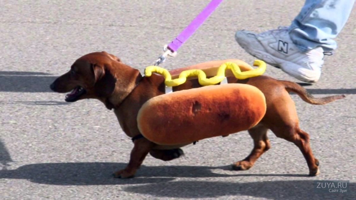 Самая длинная такса